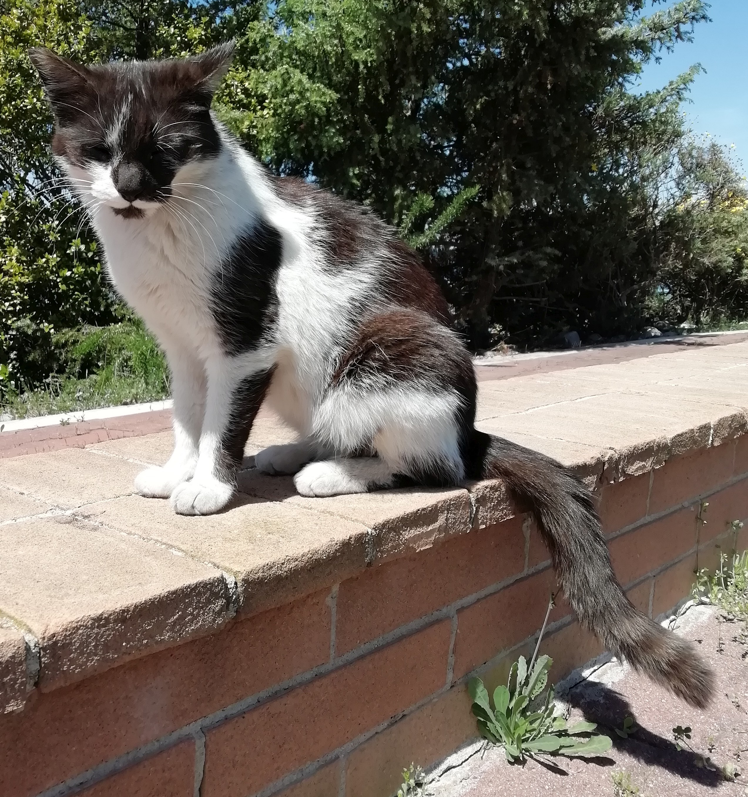 Gatto Rosmarino